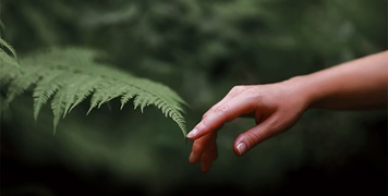 NZ Silver Fern